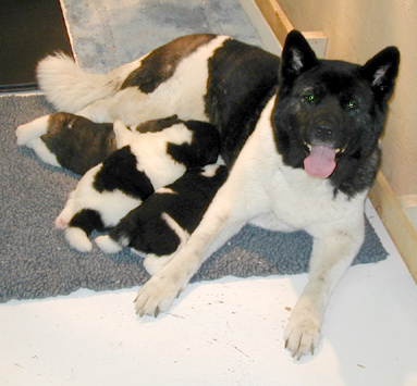 Picture of Beamer and the Puppies