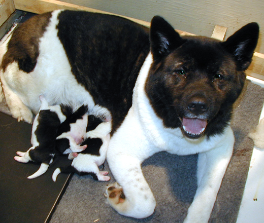 Picture of Beamer and the Puppies