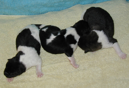 Picture of the Puppies